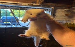 Ferret rodents for sale: Kits for sale  - Image 1
