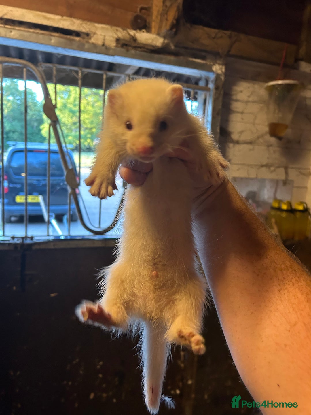 Ferret rodents for sale: Kits for sale  - Image 1