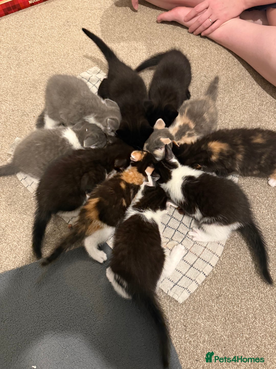 Mixed Breed cats for sale: 🤩🤩 10 beautifull fur babies 🤩🤩 - Advert 35