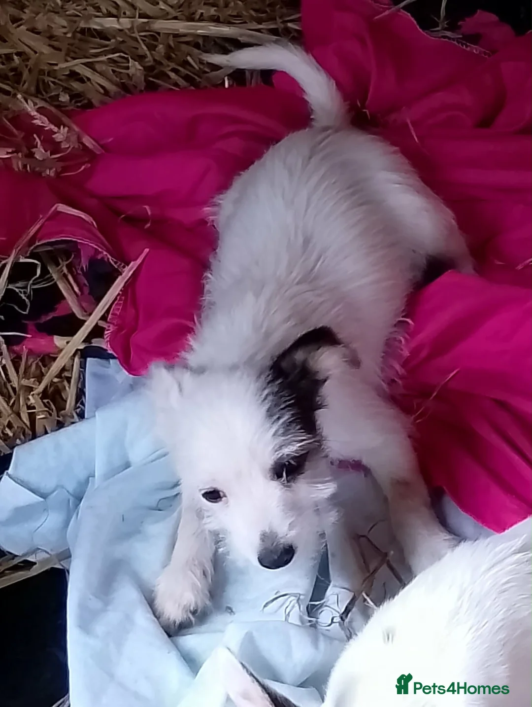 Jack Chi dogs for sale: Adorable jack Russell puppy’s  - Advert 2
