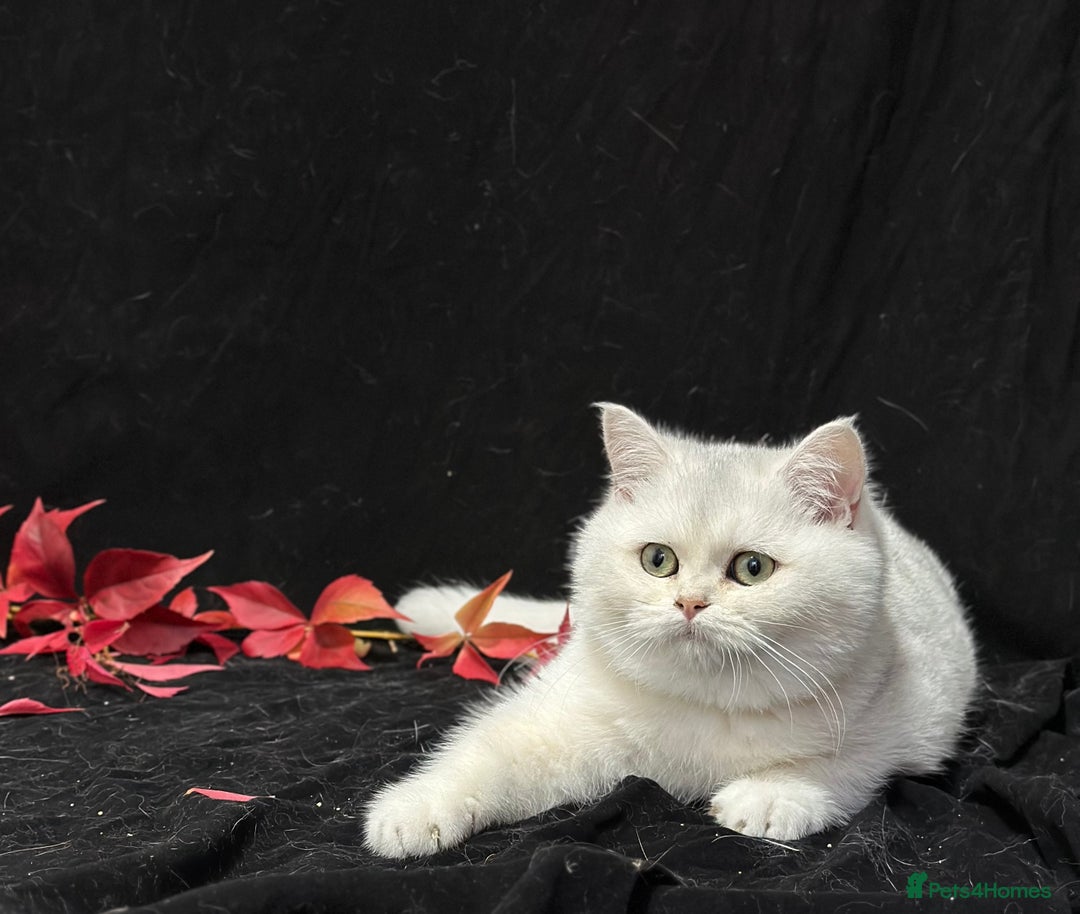 British Shorthair cats for sale: Tica British short hair kittens  - Image 4
