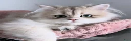 British Longhair cats for sale: Gorgeous Blue Golden British Shorthair  in Worksop - Advert 6