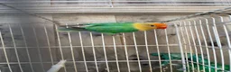 Lovebirds birds for sale: Lutino Red eye - Advert 6