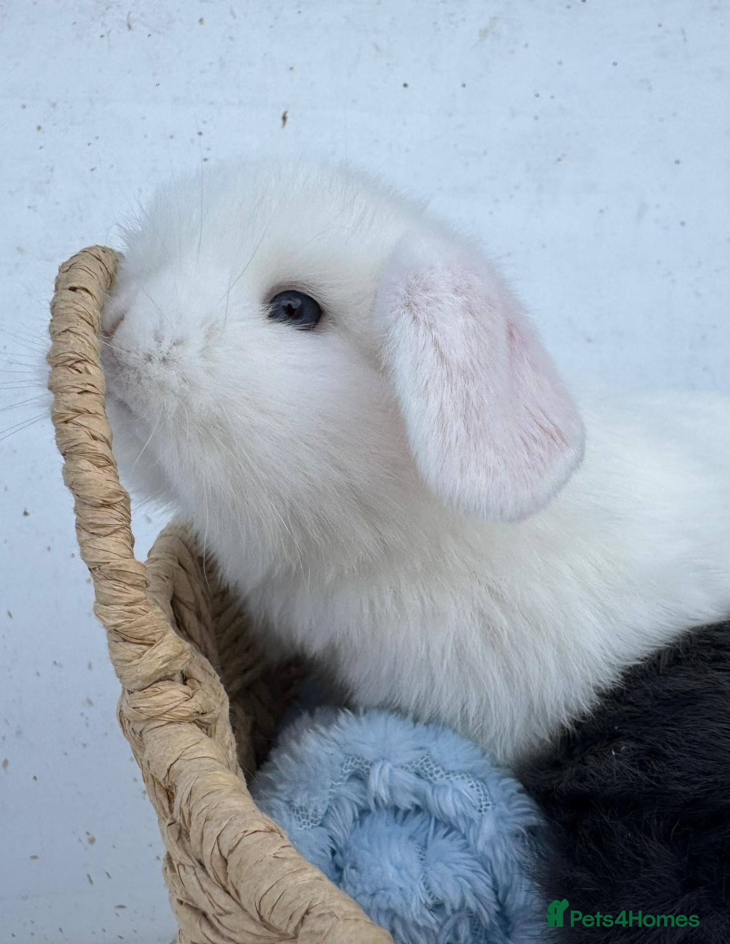 Mini Lop rabbits Pure bred Mini Lop RabbitS - Advert 1