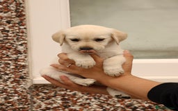Labrador Retriever dogs for sale: Beautiful labrador puppies for sale - Image 21