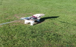 Mixed Breed dogs for sale: Bonnie - Image 3