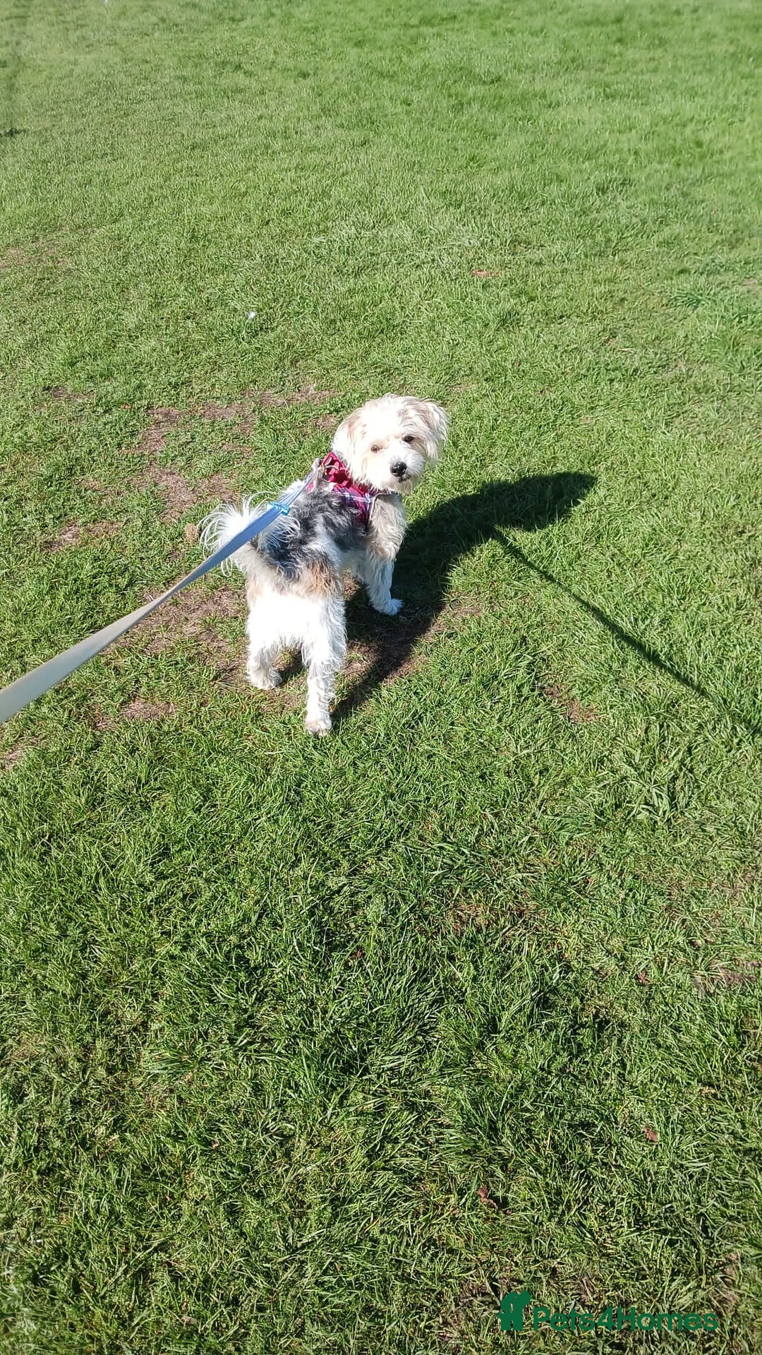 Mixed Breed dogs for sale: Bonnie - Image 3