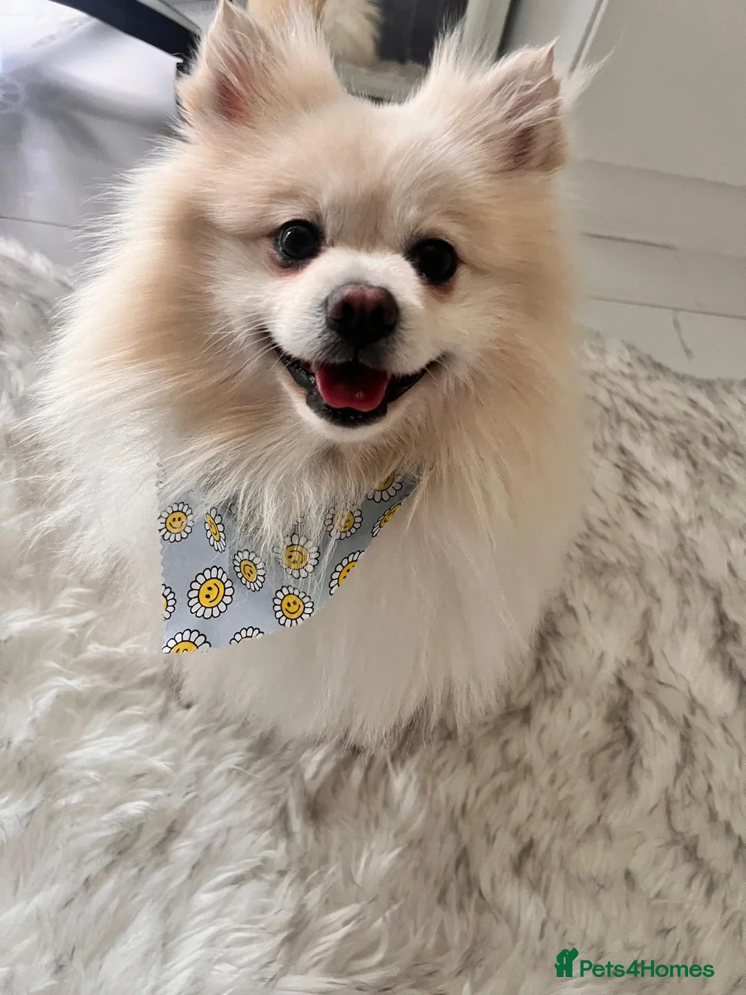 Pomeranian dogs for stud: Premium white Pomeranian stud - Advert 2
