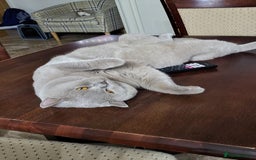 British Shorthair cats for stud: Lilac BSH boy for stud  - Image 4