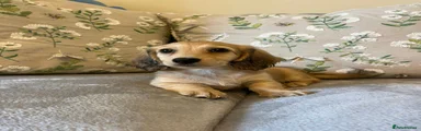 Miniature Dachshund 1