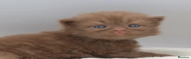 British Longhair female 6