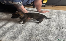 German Shepherd dogs for sale: 3 German shepherd puppies - Image 2
