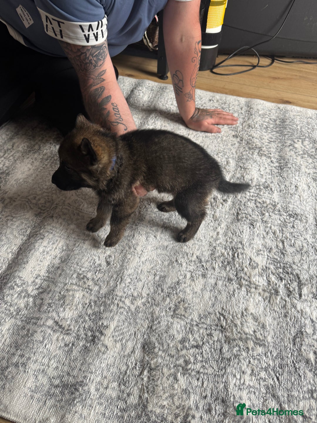 German Shepherd dogs for sale: 3 German shepherd puppies - Image 2