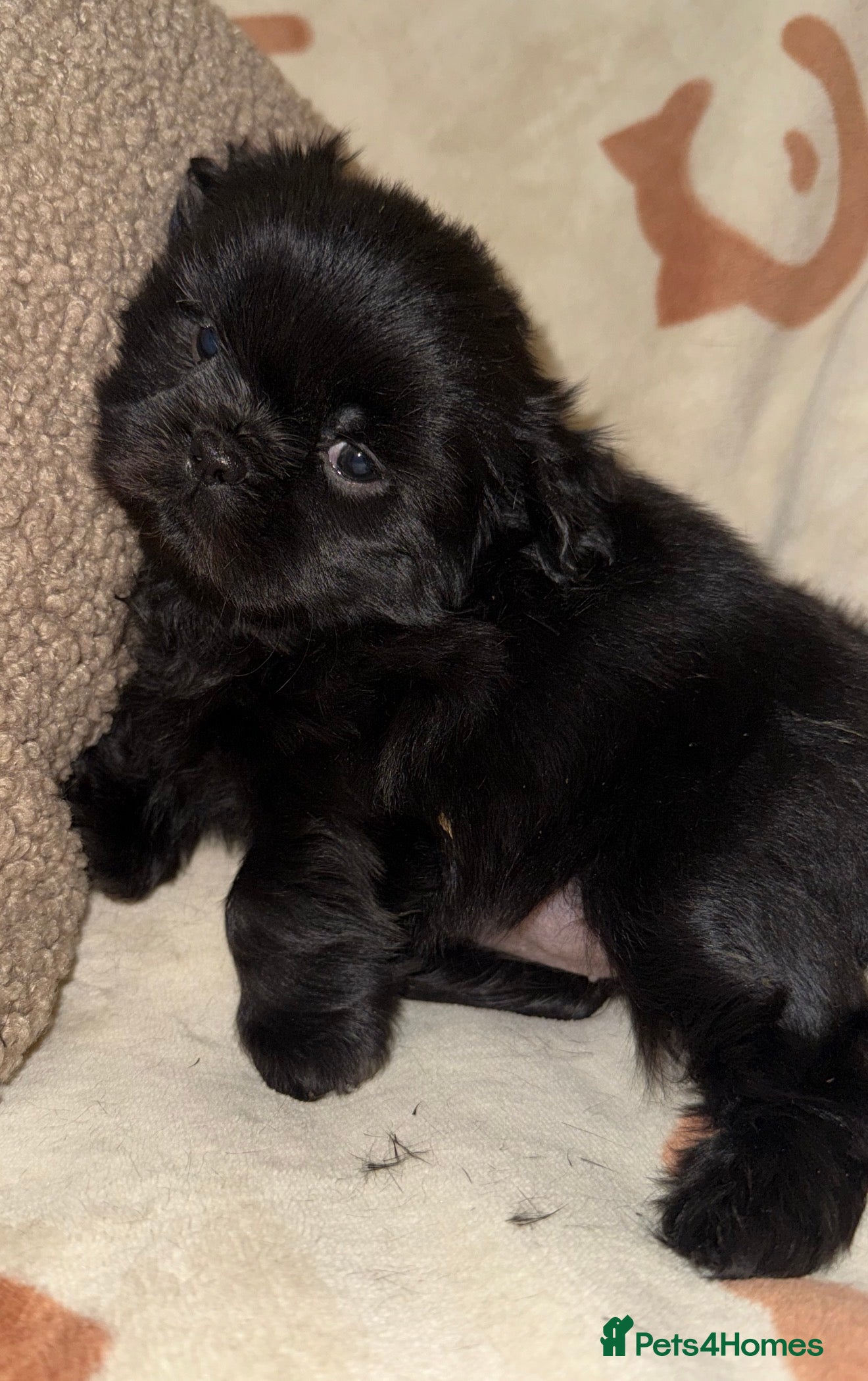 Shih Tzu dogs ❤️Stunning Black Shih Tzu Puppies💚 - Advert 4