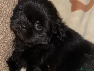 Shih Tzu dogs ❤️Stunning Black Shih Tzu Puppies💚 - Advert 4