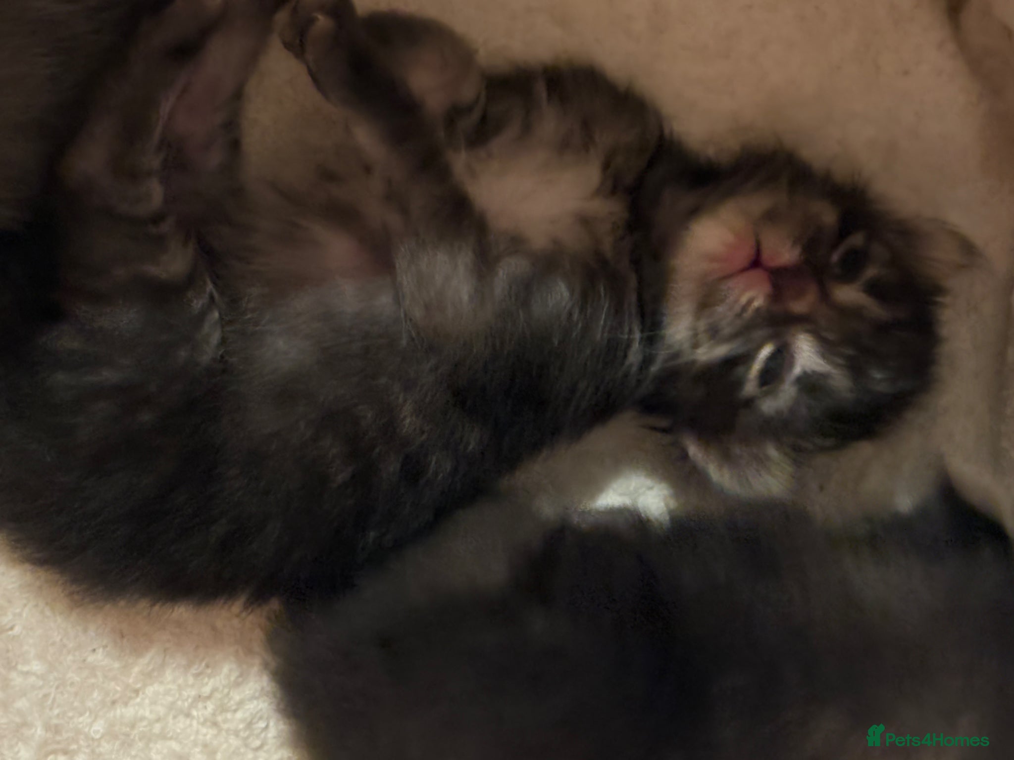 Ragcoon cats for sale: Ragcoon Kittens for Sale - Advert 9