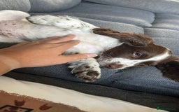 English Springer Spaniel dogs for sale: Springer spaniel  - Image 4