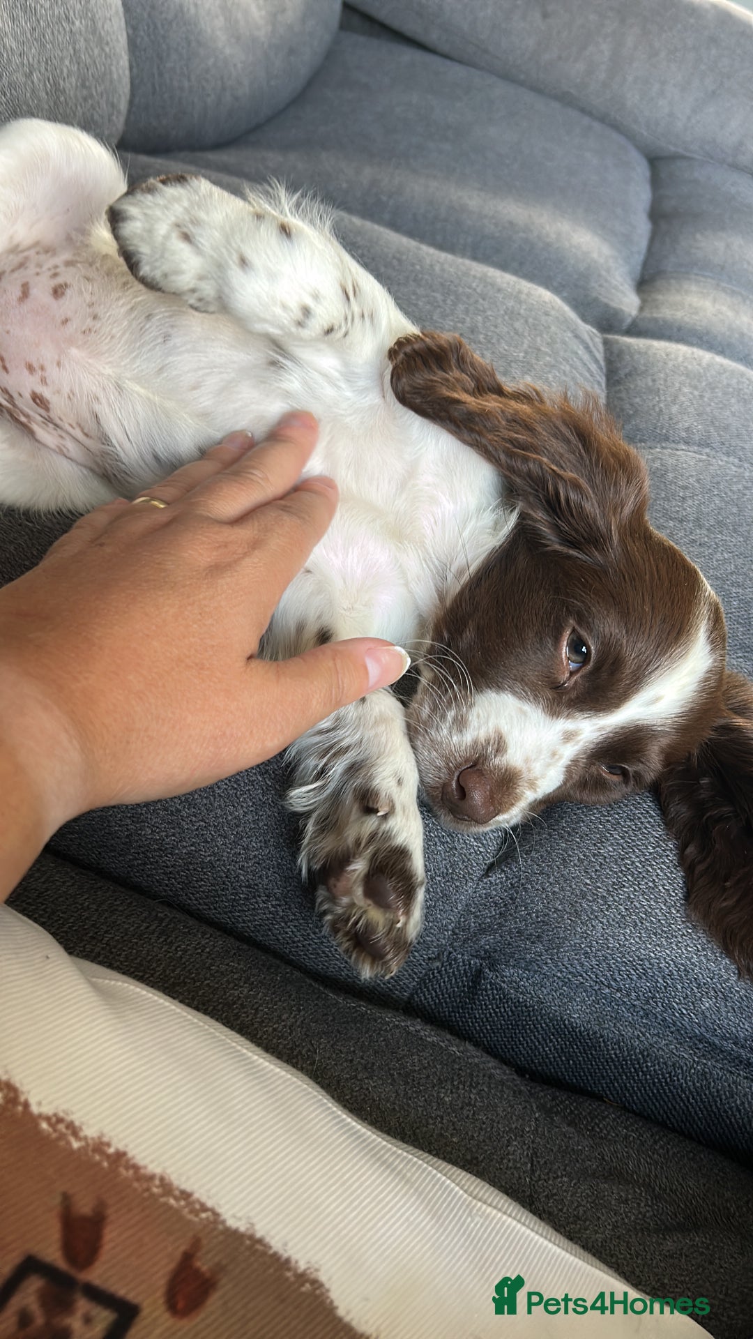 English Springer Spaniel dogs for sale: Springer spaniel  - Image 4