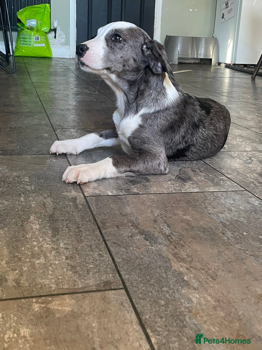 Mixed Breed dogs for sale:  Bully X Cocker Spaniel puppies - girls  - Advert 2