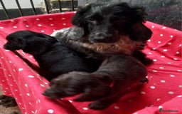 Cocker Spaniel dogs for sale: Beautiful cocker spaniel pups for sale - Image 5