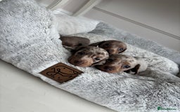 Miniature Dachshund dogs for sale: Stunning KC true miniature dachshund puppies - Image 12
