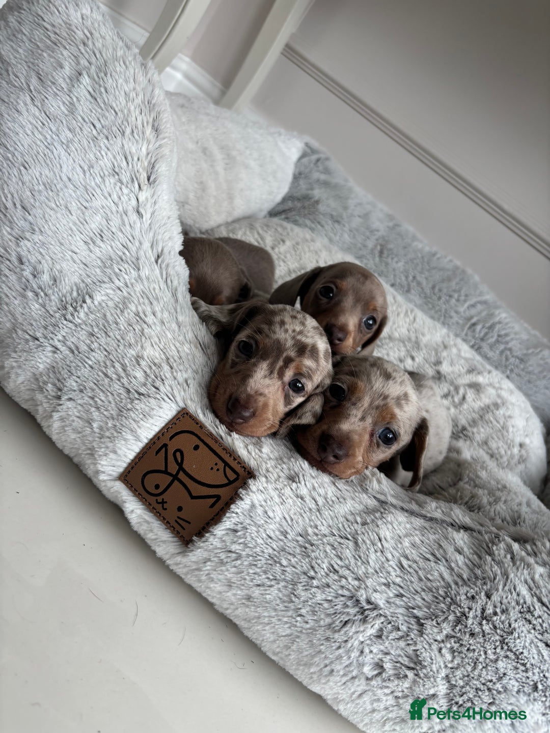 Miniature Dachshund dogs for sale: Stunning KC true miniature dachshund puppies - Image 12