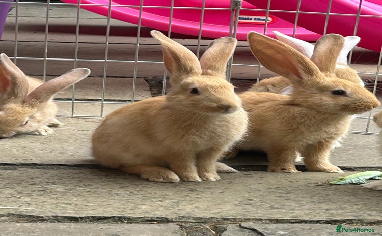 Continental Giant rabbits - Advert 1