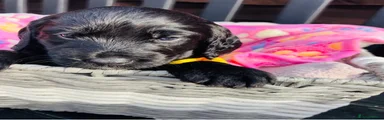 Labradoodle Puppy 5