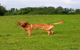Labrador Retriever dogs for stud: Fox-red labrador - Image 4