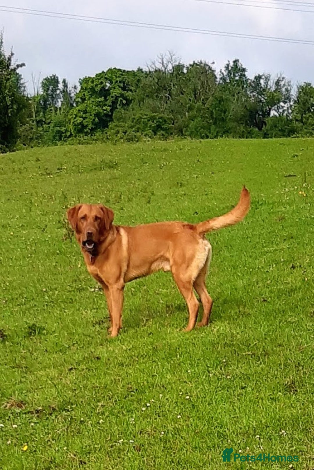 Labrador Retriever dogs for stud: Fox-red labrador - Image 4