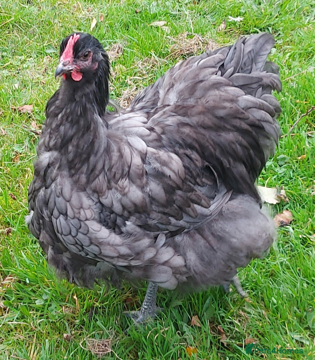 Chickens poultry for sale: Blue/black orpington cockeral - Image 3
