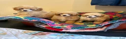 Toy Poodle dogs for sale: ⭐️ Licensed Breeder ⭐️ KC Toy Poodles - Advert 1
