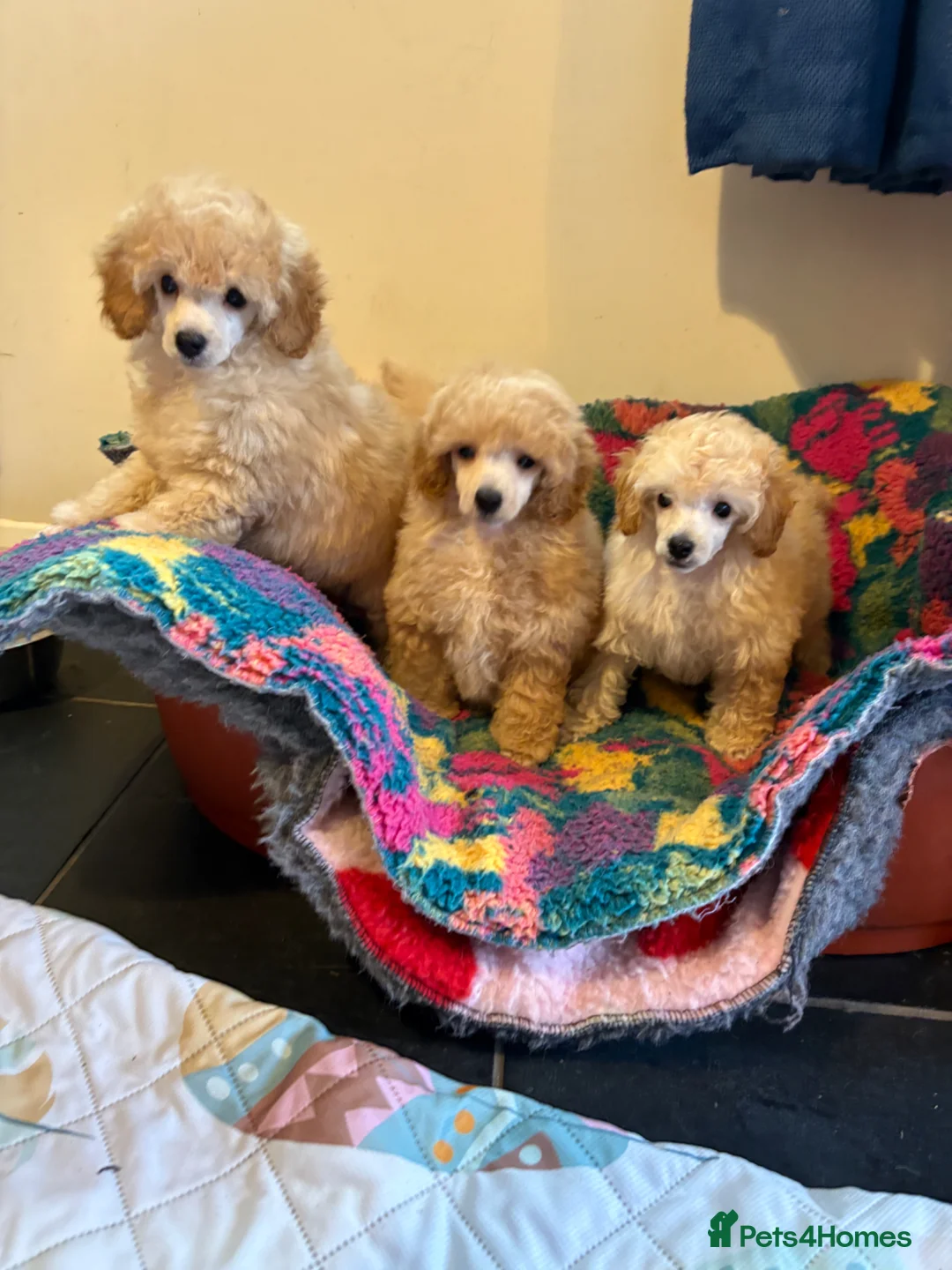 Toy Poodle dogs for sale: ⭐️ Licensed Breeder ⭐️ KC Toy Poodles - Advert 1