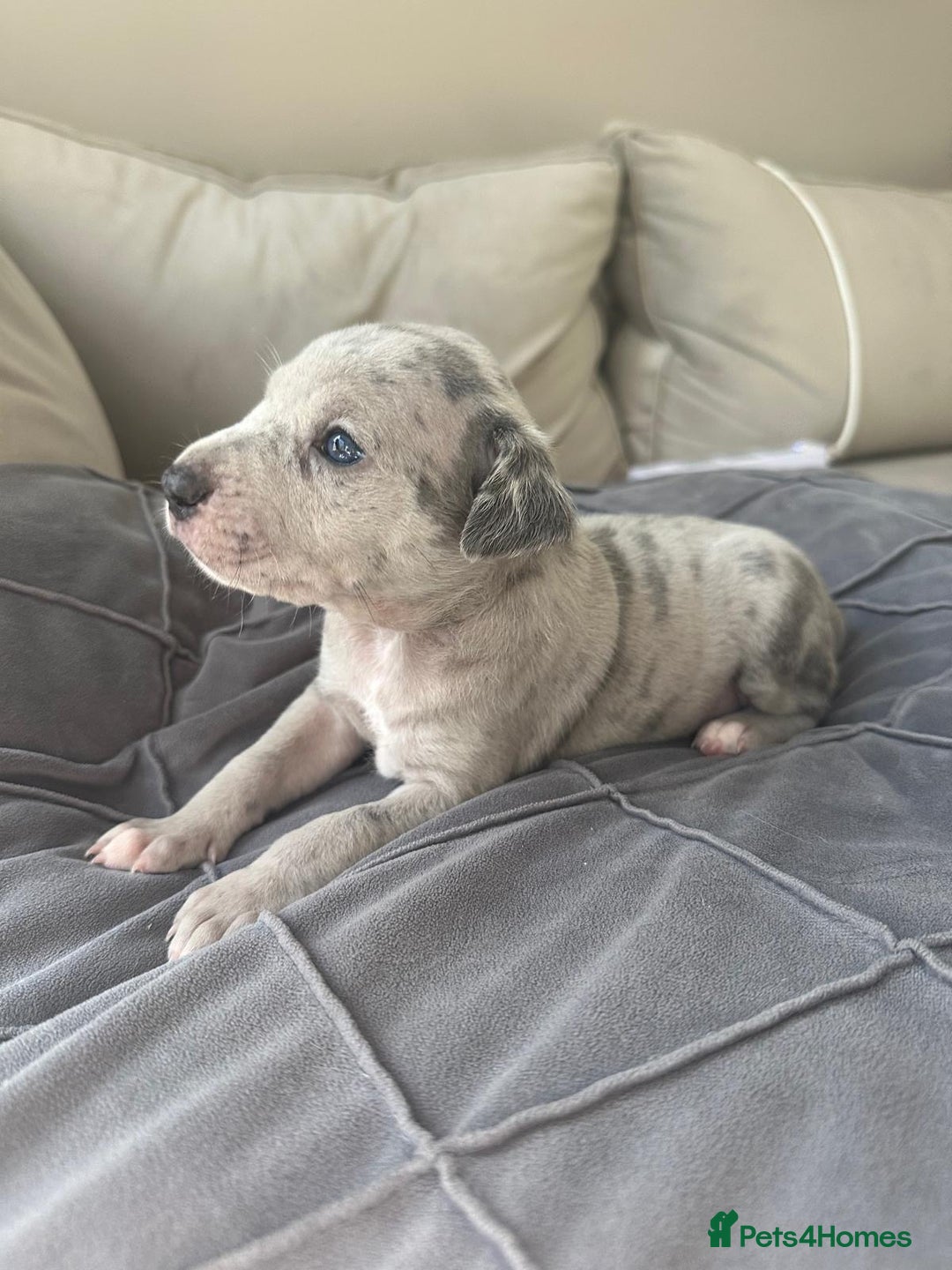 Mixed Breed dogs for sale: Staff x cane corso merle and grey pups for sale  - Image 18