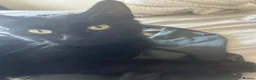 Bombay cats for sale: Adorable Bombay kittens  - Advert 1