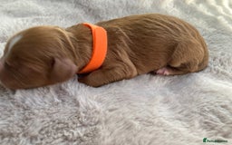 Mixed Breed dogs for sale: Cockapoo/Cavapoo Mix Puppies Available 10 Nov 25 - Image 14