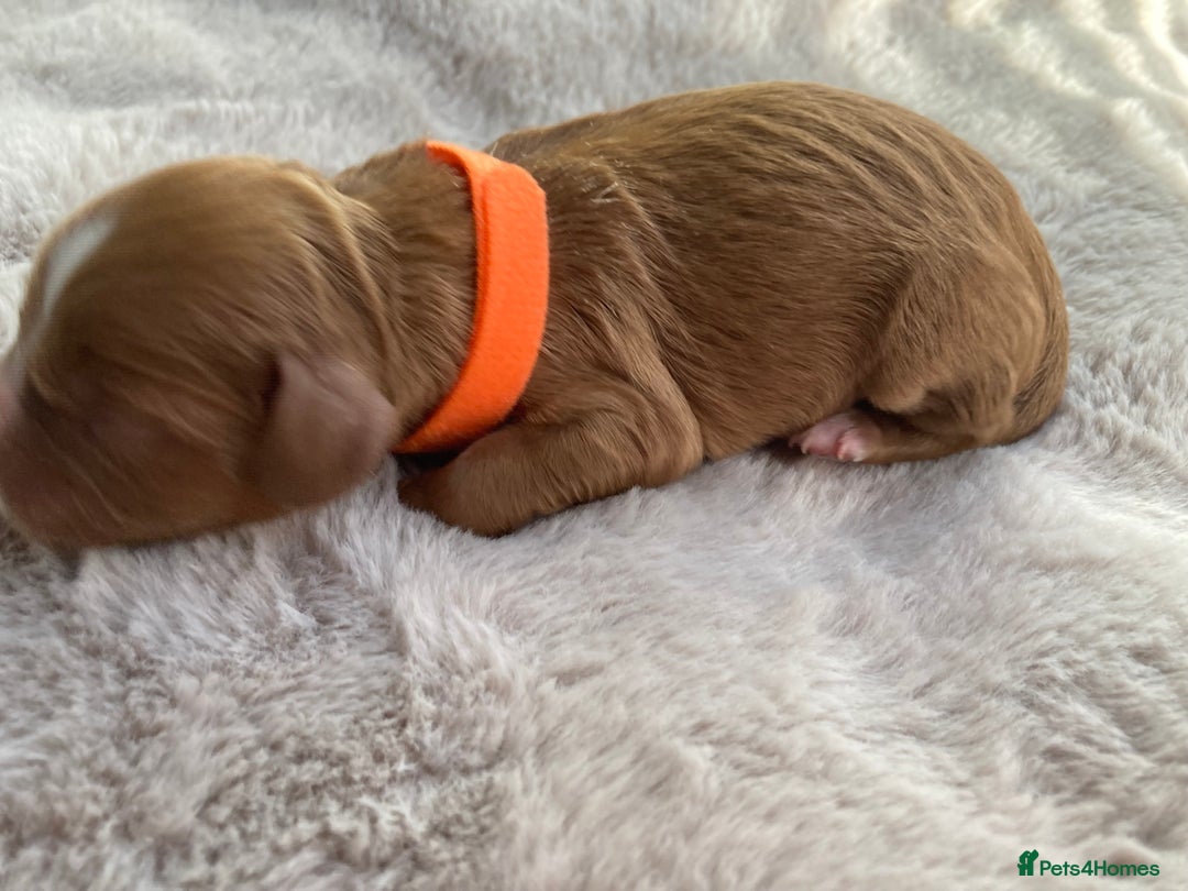 Mixed Breed dogs for sale: Cockapoo/Cavapoo Mix Puppies Available 10 Nov 25 - Image 14