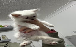 Ragdoll cats for sale: Stunning Ragdoll Kittens Ready to Go!!! - Image 33