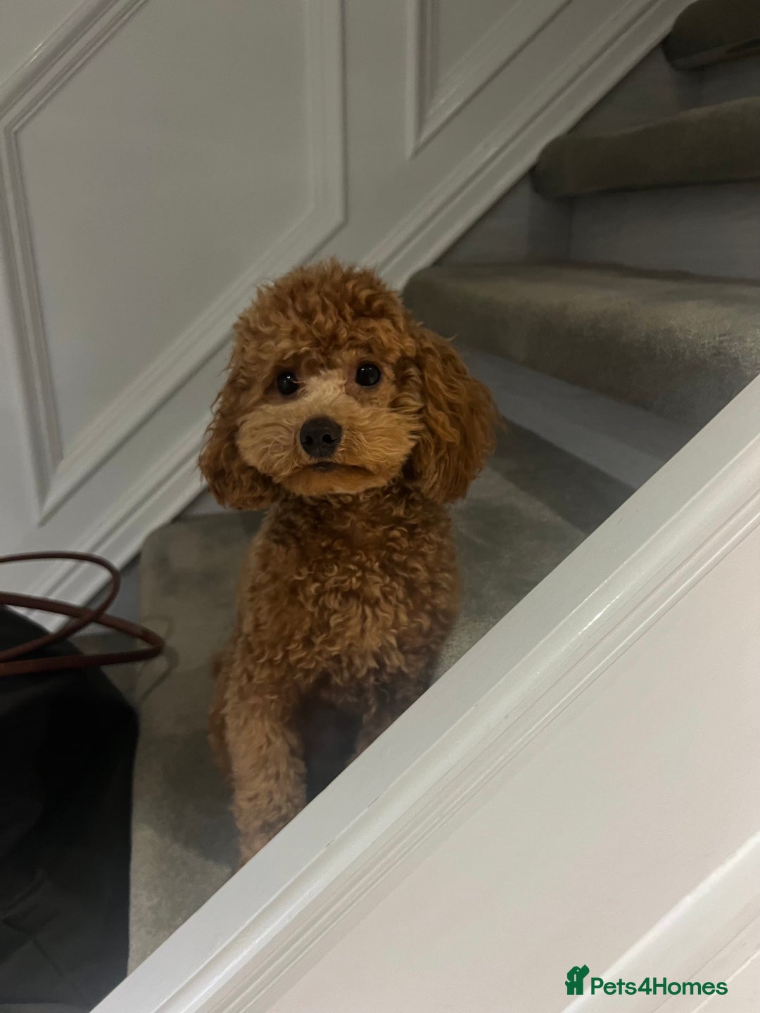 Cavapoo dogs for stud: Cavapoo Stud – Rue (Apricot, FB1) 🐾 - Image 3