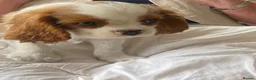 Cavalier King Charles Spaniel dogs for sale: Extra Special Puppies  - Advert 2