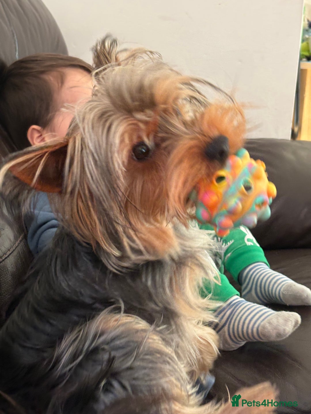 Yorkshire Terrier dogs for stud: For STUD - Advert 15