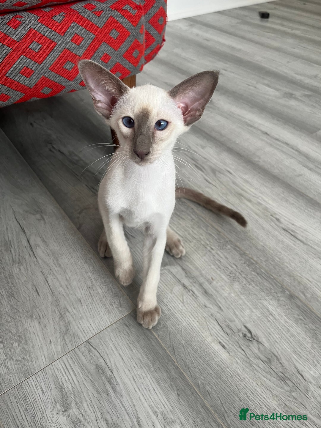 Siamese cats for sale: Gorgeous New Style Siamese Kittens - Image 3