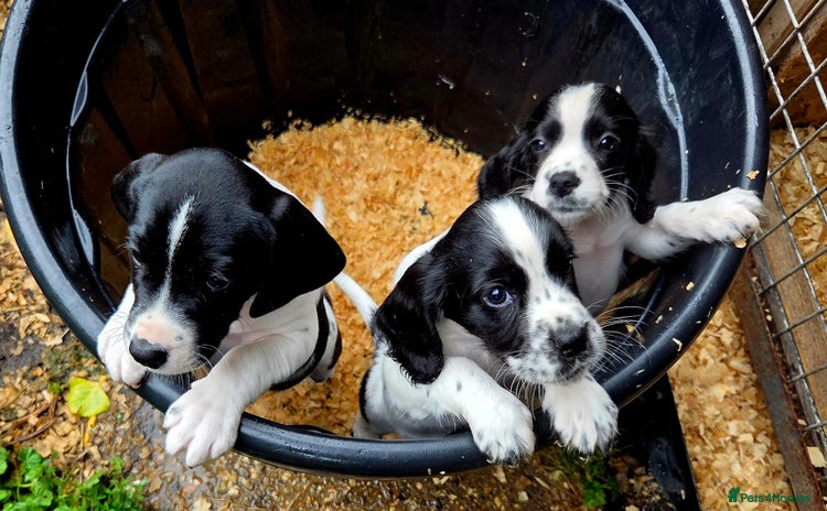 Mixed Breed dogs - Advert 12