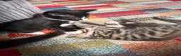 Mixed Breed cats for sale: Mixed Breed Kittens for sale - Advert 8