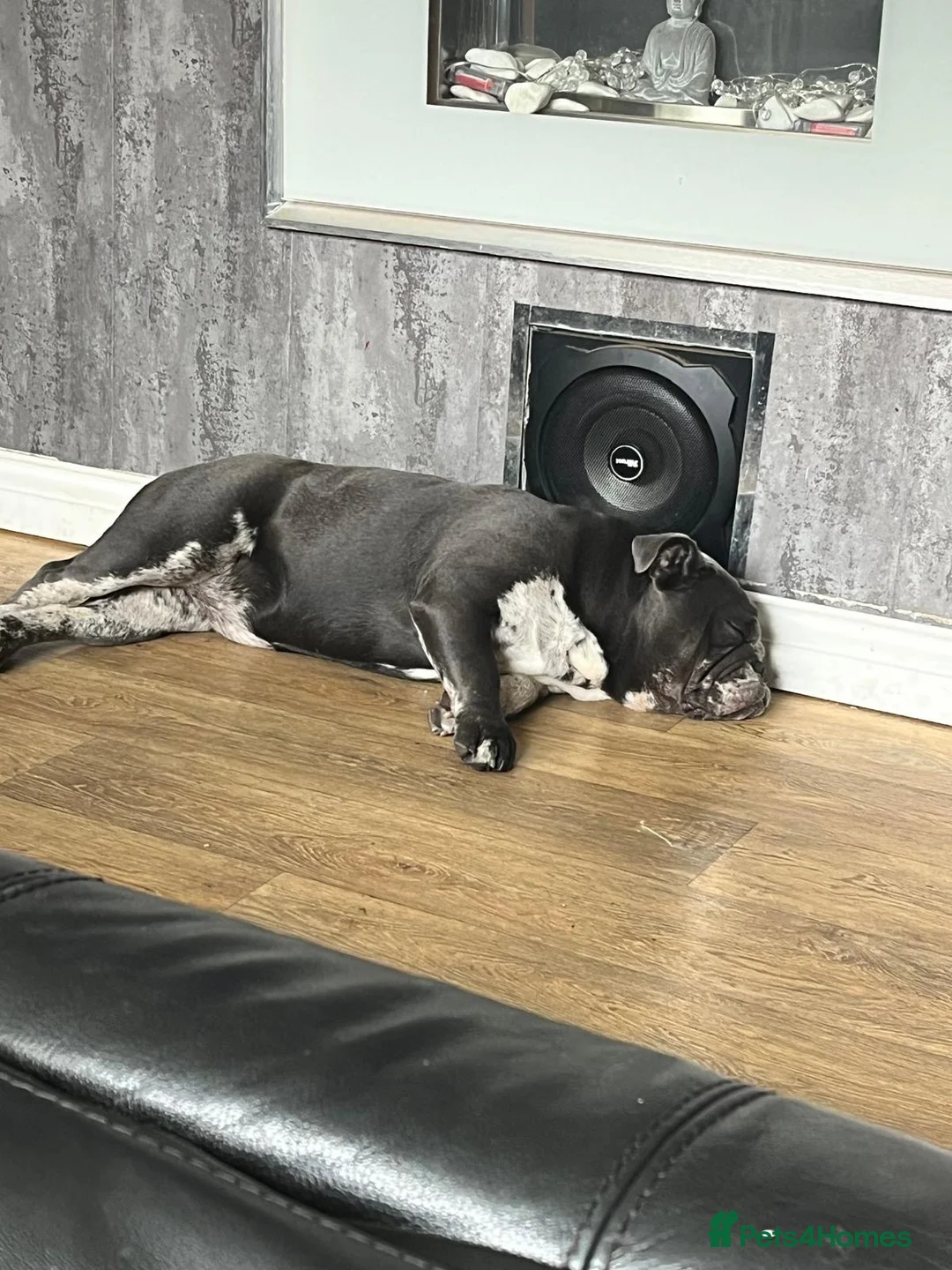 English Bulldog dogs for sale: Bulldog  - Advert 2