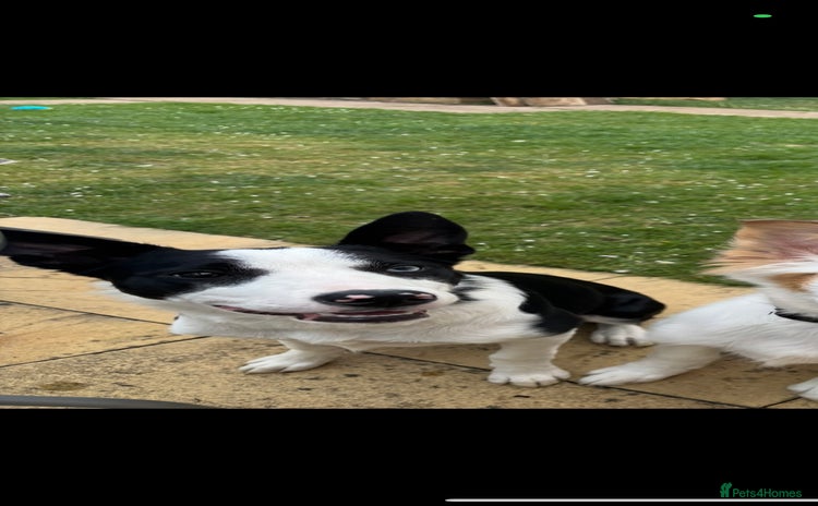 Border Collie dogs - Advert 10