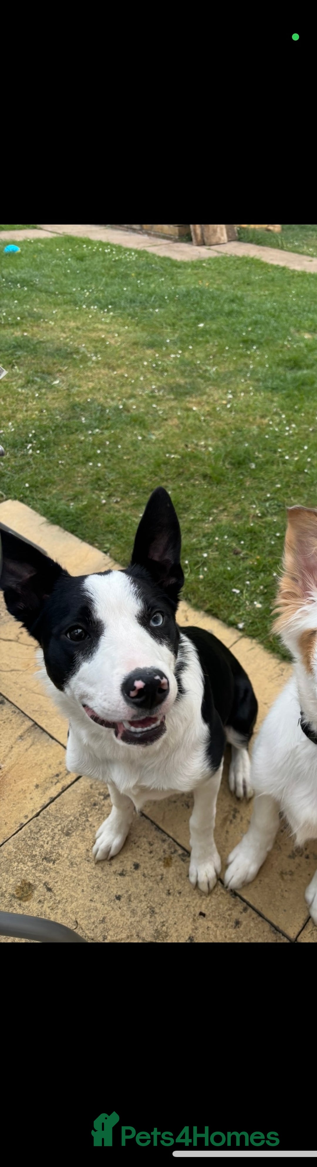 Border Collie dogs for sale: 11 Month Old Border Collie - Image 1