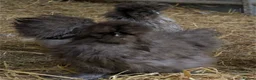 Chickens poultry for sale: Purebred Polish & USA Silkie Pekins Available  - Advert 13
