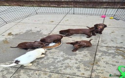 Sprocker dogs for sale: Sprockers  - Image 24