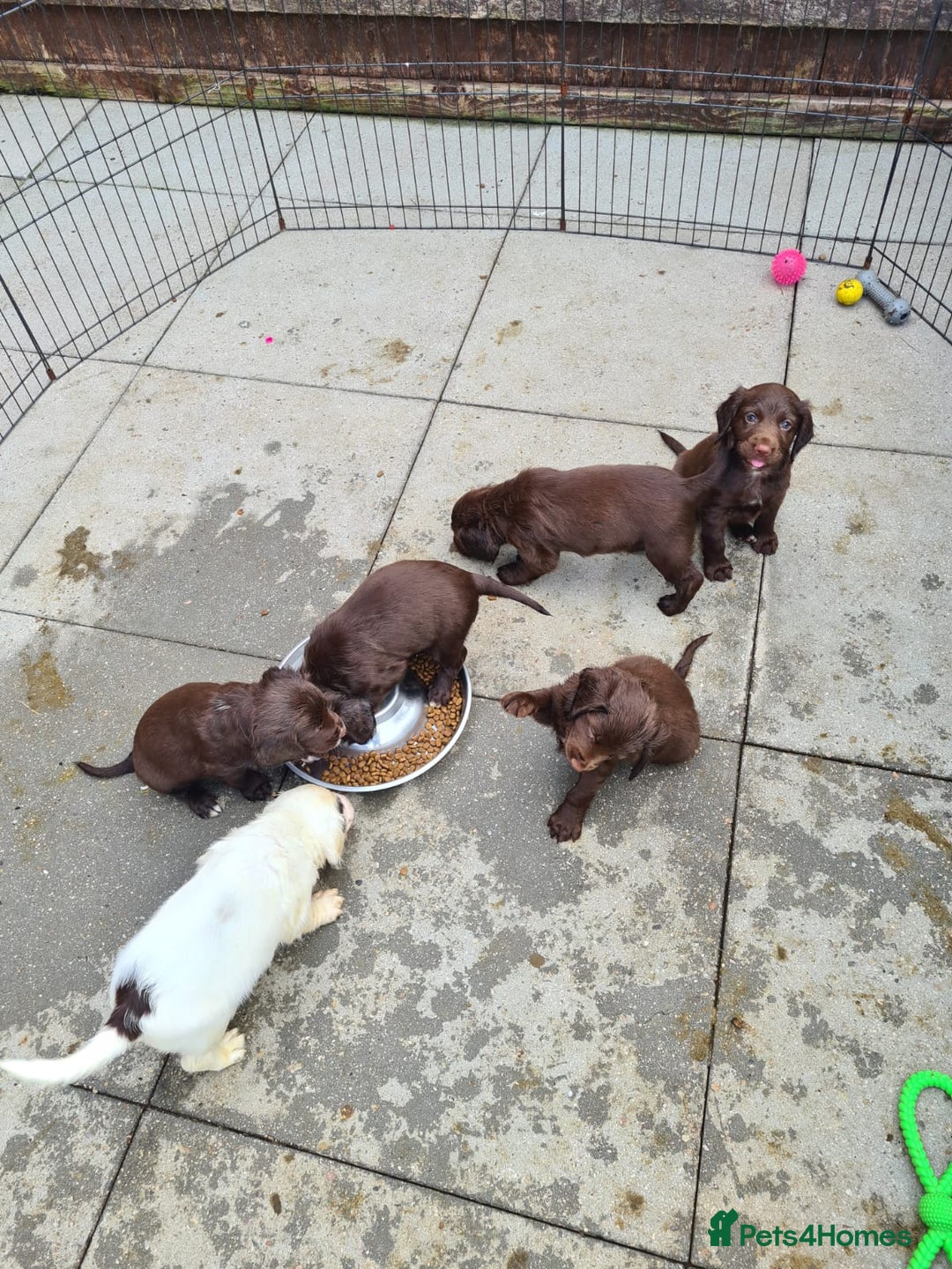 Sprocker dogs for sale: Sprockers  - Image 24